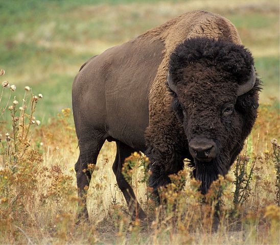 bison